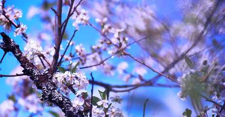 Plants and flowers macro. Detail of petals and leaves at sunset. Natural nature background.