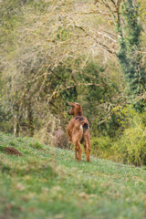 goat in a fresh green meadow during sunrise