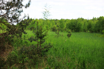Spring nature background. Greenery of trees and grasses on a sunny spring morning. Forest landscape.