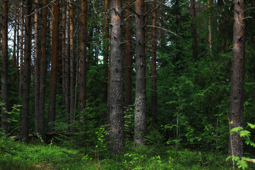 Fir branches with cones. Pinery. Trees in the forest. Glare of the sun.
