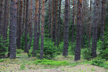 Fir branches with cones. Pinery. Trees in the forest. Glare of the sun.