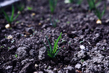 Young sprouts of seedlings in the vegetable garden. Greenery in a greenhouse. Fresh herbs in the spring on the beds.