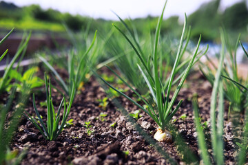 Young sprouts of seedlings in the vegetable garden. Greenery in a greenhouse. Fresh herbs in the spring on the beds.