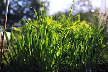 Young sprouts of seedlings in the vegetable garden. Greenery in a greenhouse. Fresh herbs in the spring on the beds.