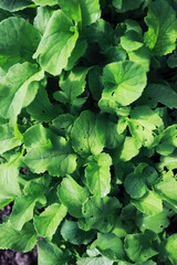 Fototapeta premium Young sprouts of seedlings in the vegetable garden. Greenery in a greenhouse. Fresh herbs in the spring on the beds.