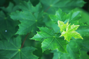 Spring nature background. Greenery of trees and grasses on a sunny spring morning. Forest landscape.