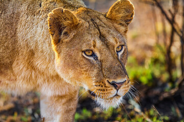 Lion hunting for food in Africa