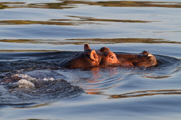 Hippo swimming in river in Africa 