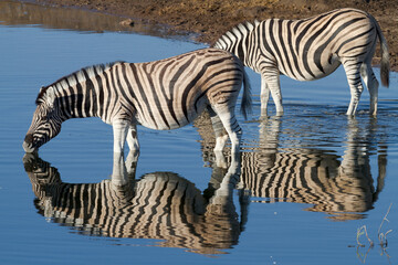 Fototapeta na wymiar Zebra Water Mirror Reflections Wildlife