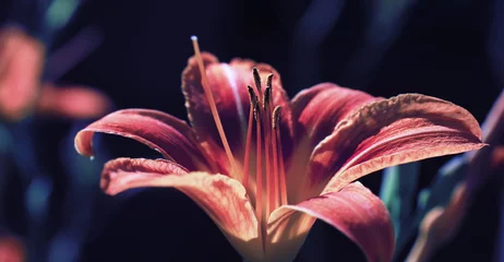 Fototapete Nachtblau Pflanzen und Blumen Makro. Detail der Blütenblätter und Blätter bei Sonnenuntergang. Natürlicher Naturhintergrund.
