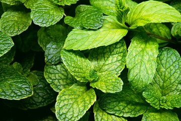 Close up on bright green mint leaves, growing in an indoor garden. 