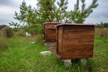 home bee apiary. homemade beehives. apiary with bees among coniferous trees on the background of the forest and the blue sky.