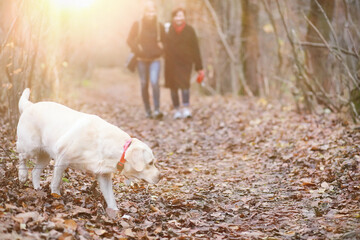 Young girl on a walk in the autumn