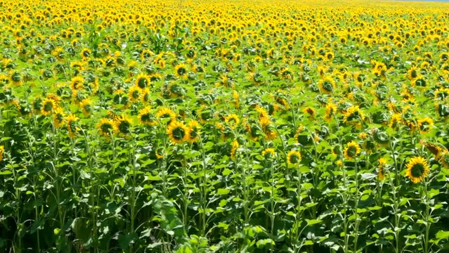 Field with beautiful sunflowers background, day