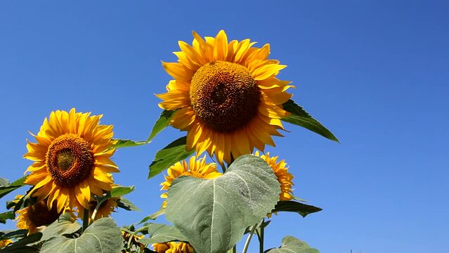 Two beautiful yellow sunflowers 