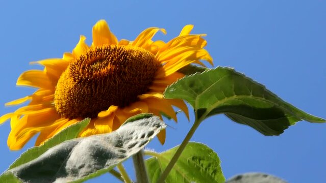 yellow Sunflowers close-up