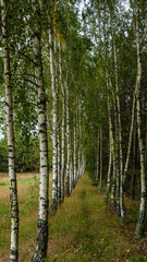 Fototapeta premium birch grove in the forest, green slender birches grow in a row