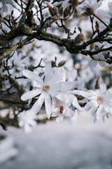 Fine Art photography of blooming white magnolias, blurred background and bokeh and a grainy texture. Shallow depth of field. The artistic intend and the filters. Film style old lens. Airy atmosphere