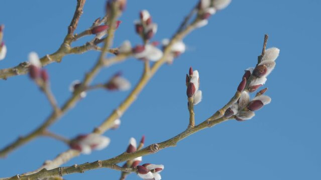 Spring trees against blue sky background. Willow in early spring.