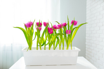 Purple tulips grow in a flowerpot against the background of the window
