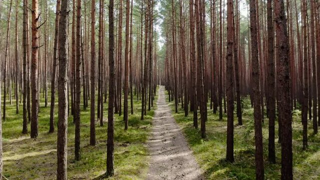 Aerial drone view of a sandy road path trail in spring. Common pine forest, spring woodland aerial shot. Drone fly over green coniferous Pinus sylvestris trees. Straight fligh in in real time 4k UHD.