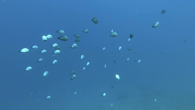 School of Damsel fish swom in the blue water in the deep. Domino Damsels or Threespot dascyllus - Dascyllus trimaculatus. Red sea, Egypt