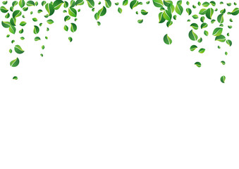 Green Leaf Transparent Vector White Background.