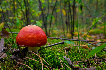  beautiful red fly agaric with white dots grows among the spruce branches in the forest.