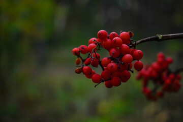 red rowan berries in the forest