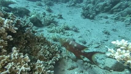 Grouper stand near coral reef over seabed. Common Lyre Tail Cod or Yellow-edged Lyretail Grouper - Variola louti. Red sea, Egypt