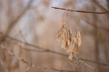 Beige petals with tree seeds on a beige background