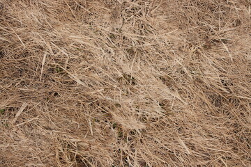 Background of fallen brown grass after the snow melts in spring