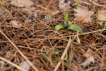 the first snowdrops crawled out from under the snow april 2022 the middle lane of russia