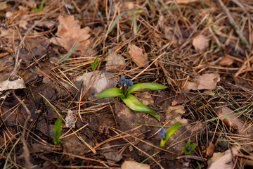 the first snowdrops crawled out from under the snow april 2022 the middle lane of russia