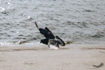 A beautiful black dove flies, soars over the sea, ocean.