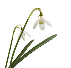 Snowdrop flowers and green leaves isolated