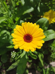 Yellow flower in green grass in summer