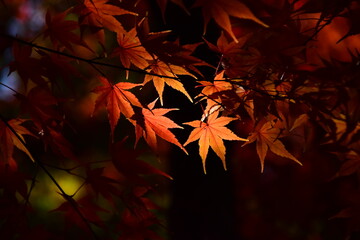 カエデ（紅葉）