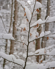 Spaziergang Mühltal im April