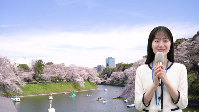 満開の桜をレポートするアナウンサー　イメージ　東京　千鳥ヶ淵