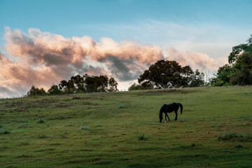 horse on the hill