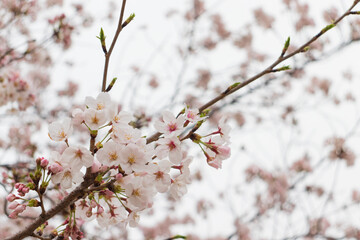 満開の桜と枝