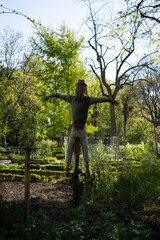 Scarecrow in the garden