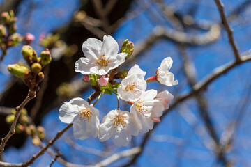 桜と蕾
