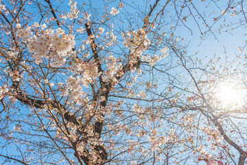 太陽をバックにした桜