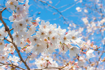 桜