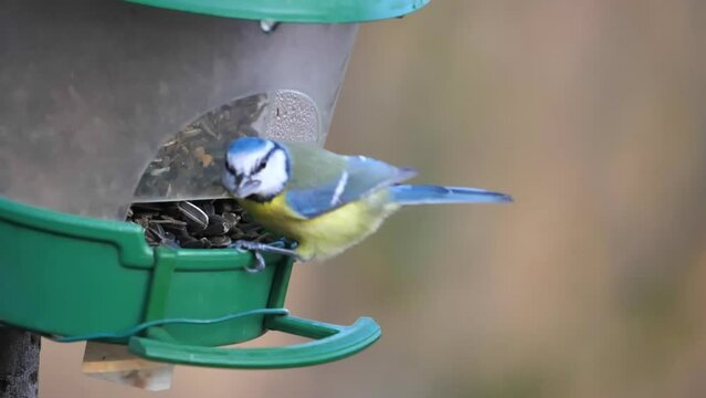 Great Tit sitting on the bird feeder eating sunflower seeds in a nature reserve. A passerine bird in the tit family Paridae. A widespread and common species throughout Europe. Parus Major.
