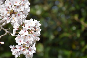 桜の花