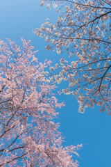 白とピングの桜と空