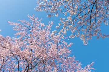 白とピングの桜と空